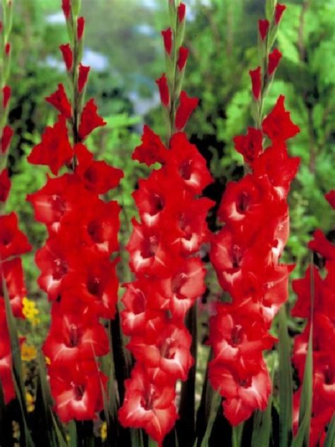 Gladiolus X Cultorum Belladonna Frikarti Stauden AG