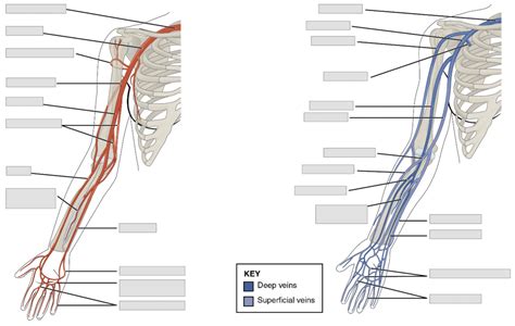 Lab Practical 3 Arm Veins Arteries Diagram Diagram Quizlet