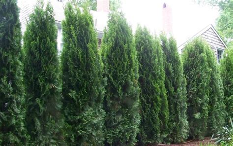 THUJA EMERALD GREEN ARBORVITAE SPACING - Wroc?awski Informator ...