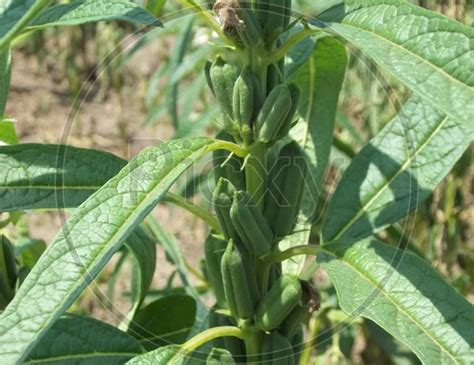 Image Of Sesame Seed Farm Sesamum Crops Growing In Green Farmland