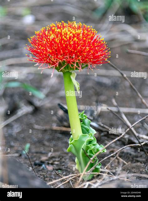 Paintbrush Lily Scadoxus Puniceus From Zimanga South Africa Stock