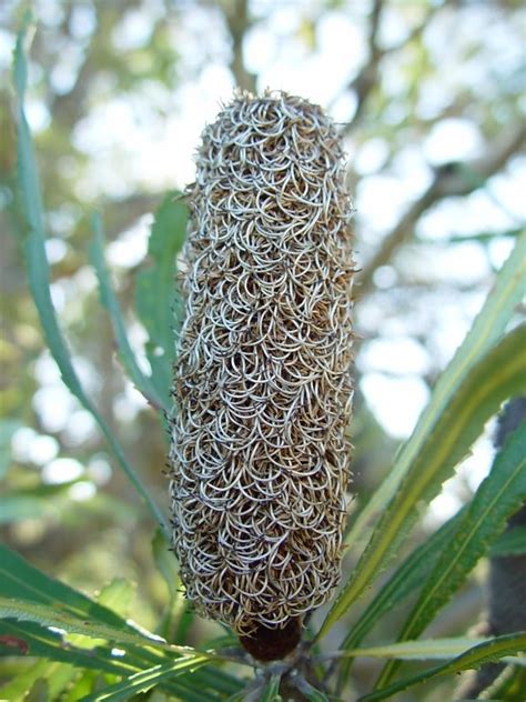 Free picture: dried, banksia, plant