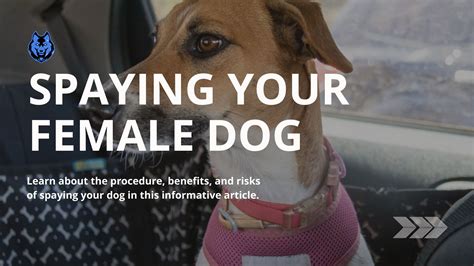 Spaying Your Female Dog: The Procedure and What to Expect - OhMyDog.Rocks