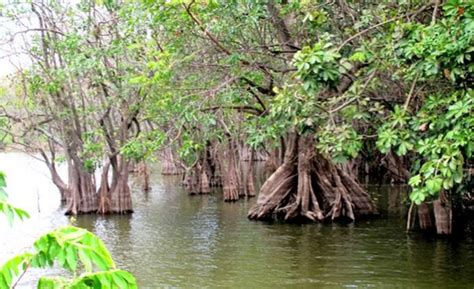 Día Internacional Del Manglar