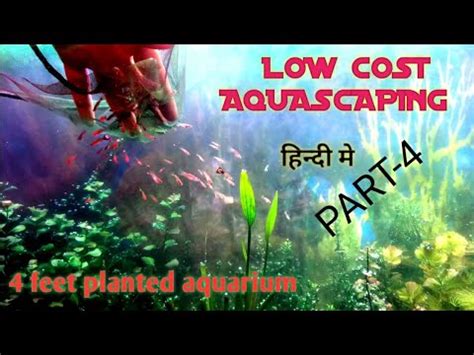 How To Grow Aquatic Plants In Aquarium Youtube