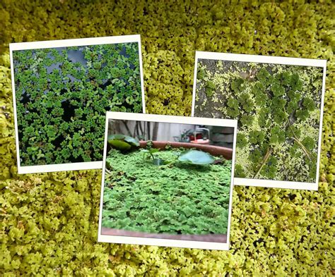 How to do Azolla cultivation effectively - Agriculture And Farming