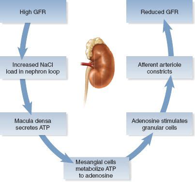 The tubuloglomerular feedback mechanism in renal autoregulation ...