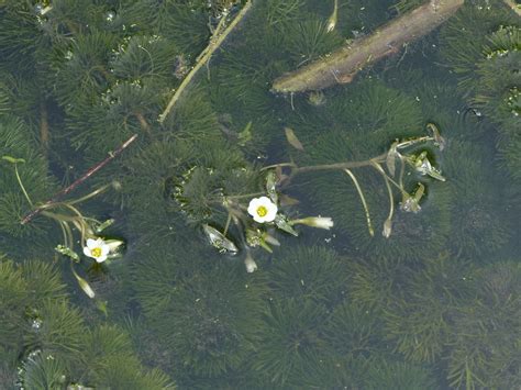 Carolina Fanwort From San Marcos TX USA On April 30 2022 At 11 50 AM