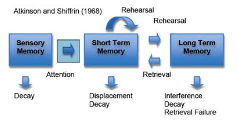 Multi Store Model Of Memory Flashcards Quizlet