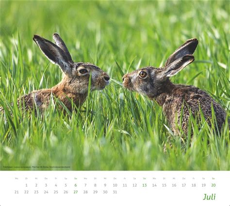 Kalender Times More Heimische Tiere Bildkalender Online Kaufen