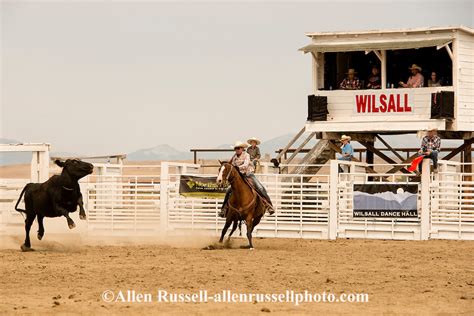 Wild Cow Milking Competition At Wilsall Ranch Rodeo In Montana Allen