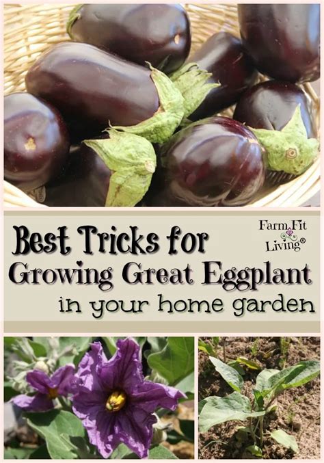 Best Tricks For Growing Great Eggplant In Your Home Garden