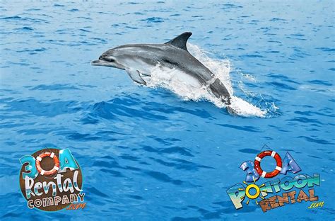 DOLPHIN TOURS on 30a ... and more