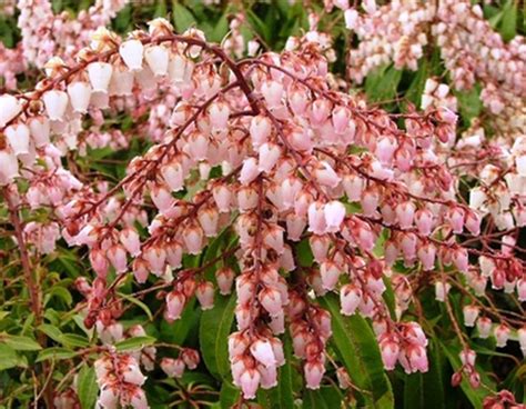 Pieris Japonica Valley Rose Blue Sky Nursery