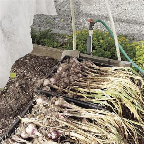 The Joys Of Garlic Ancient Plant Has Many Practical Uses