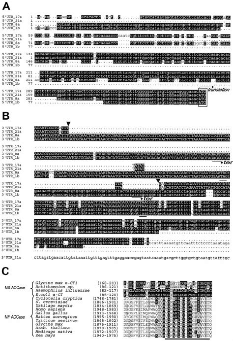 Alignment of the 5 Ј UTR A and 3 Ј UTR B regions of soybean accA