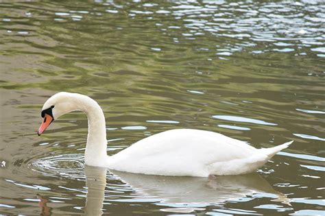 Cygne Tuberculé Oiseau D Eau Photo gratuite sur Pixabay Pixabay