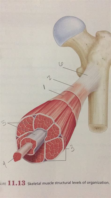 Skeletal Muscle Levels Of Organization Diagram Quizlet