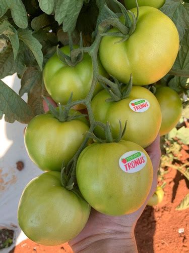 Sementes Tomate Salada H Brido Tronus F Sementes Parcelamento