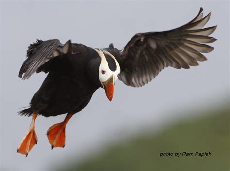 Tufted Puffins - Seabird Youth Network