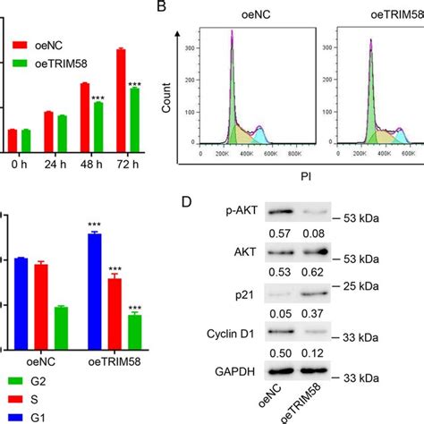 Trim Overexpression Inhibited Cell Viability And Cell Cycle