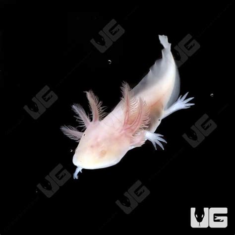 Albino Axolotls For Sale - Underground Reptiles