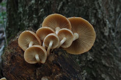 Mushrooms Fungus Lichens Moss And Molds Vhh Twenty Seven Flickr