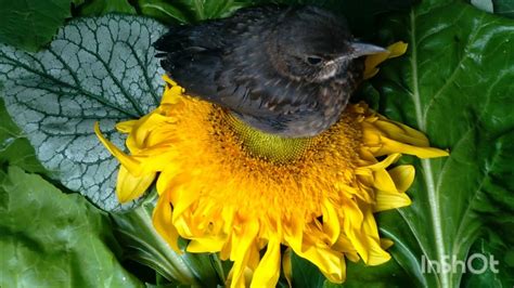 Black Bird Sleeping On The Flower Sunflowers Blackbird Birdsong