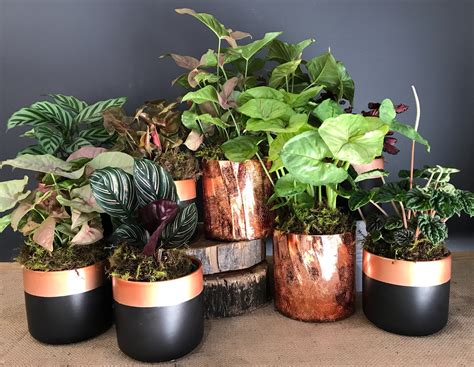 Flowering Potted Plant