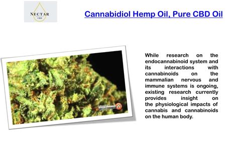 Ppt Cannabidiol Hemp Oil Pure Cbd Oil Powerpoint Presentation Free Download Id 7802932