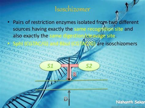 Types of Restriction Endonuclease enzymes