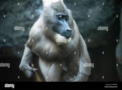 Zoo Atlanta Drill Monkey Hi Res Stock Photography And Images Alamy