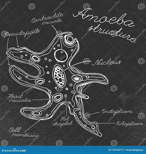 Amoeba Hand Drawn Image Stock Vector Illustration Of Doodle 118154717