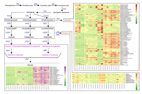 Profile Of The Differential Metabolites Involved In The Flavonoid Download Scientific Diagram