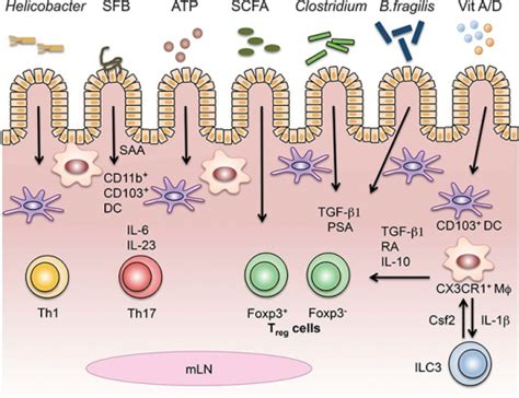 Interactions Between The Intestinal Immune System The Open I