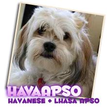 "Hava-Apso" puppies for sale. Mini Lhasa Apso Havanese mix breed puppies.