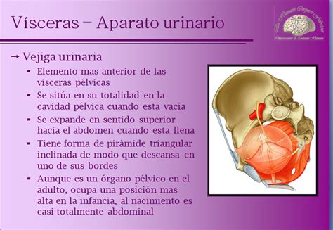 Vísceras Ubicadas En Las Pelvis En El Aparato Digestivo En El