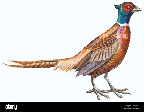 Chinese Ring Necked Pheasant Drawing