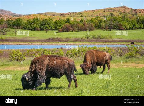 The Bison Bellows at Wichita Mountains National Wildlife Refuge ...