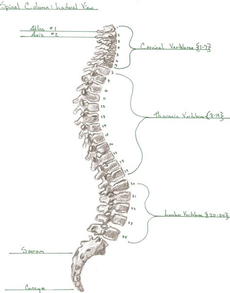 Vertebral Column Vertebral Column Lateral View 10672 Hot Sex Picture