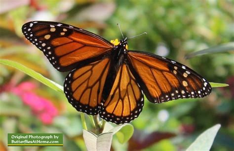 Monarch Butterfly, life cycle, migration, tagging, size, Monarch ...