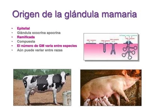 Ppt Anatom A Comparada De La Gl Ndula Mamaria De Las Principales