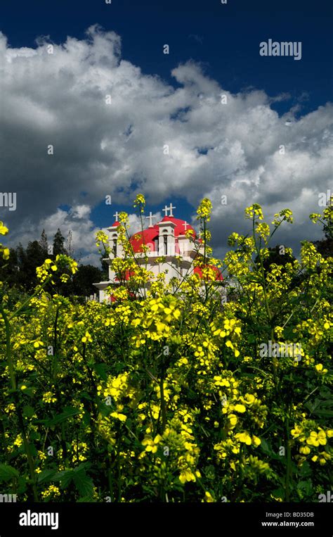 Apostel Pflanze Fotos Und Bildmaterial In Hoher Aufl Sung Alamy