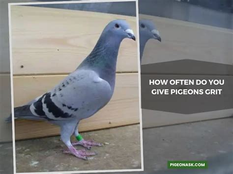 Do Pigeons Need Grit Pigeon Ask