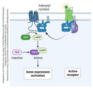 Metabotropic Receptors (G Protein-Coupled Receptors) – Introduction to ...