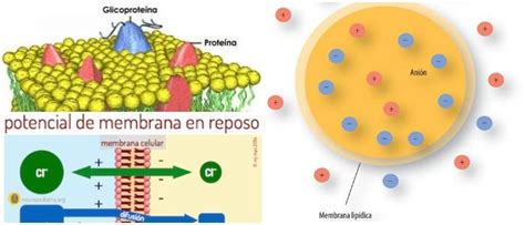 Potencial De Membrana ¿qué Es Despolarización Hiperpolarización Tipos De Iones Canales Y