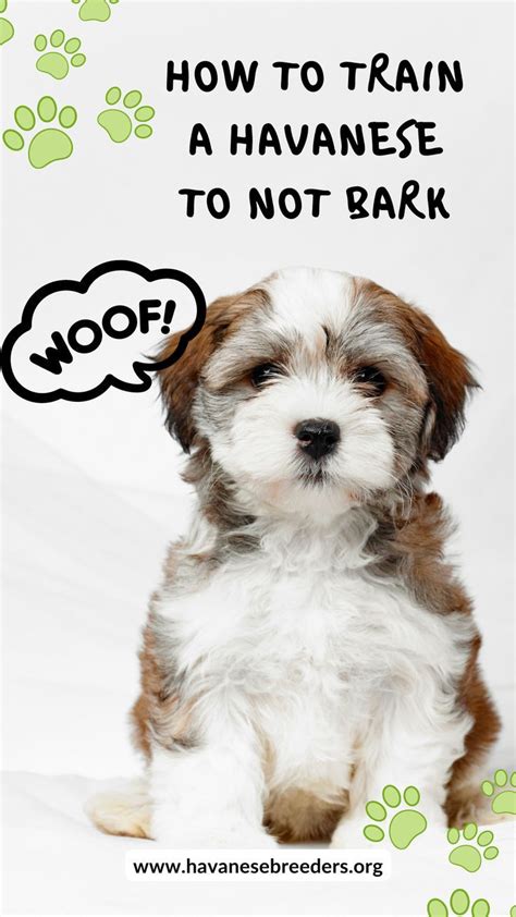 How to Train a Havanese to Not Bark: Effective Tips and Techniques