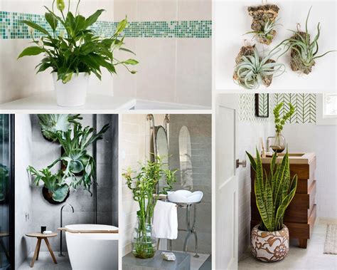 15 Calming Shower Plants To Transform Your Bathroom Arch2O