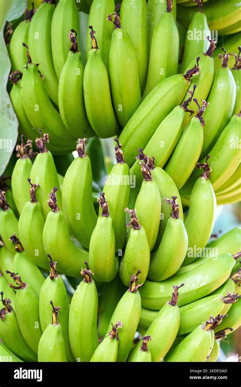 Branch Of Bananas On A Palm Tree Fresh Green Bananas Fruit Growing On Tropical Farm During