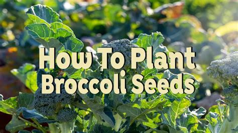 How To Plant Broccoli Seeds Organically For Healthier Crops Forestry